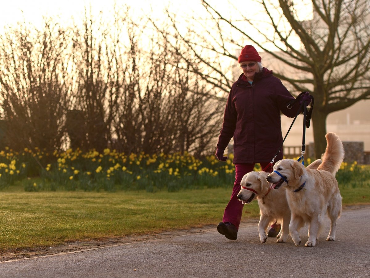 lợi ích sức khỏe của việc nuôi chó ảnh 1 loi ich suc khoe cua viec nuoi cho anh 1