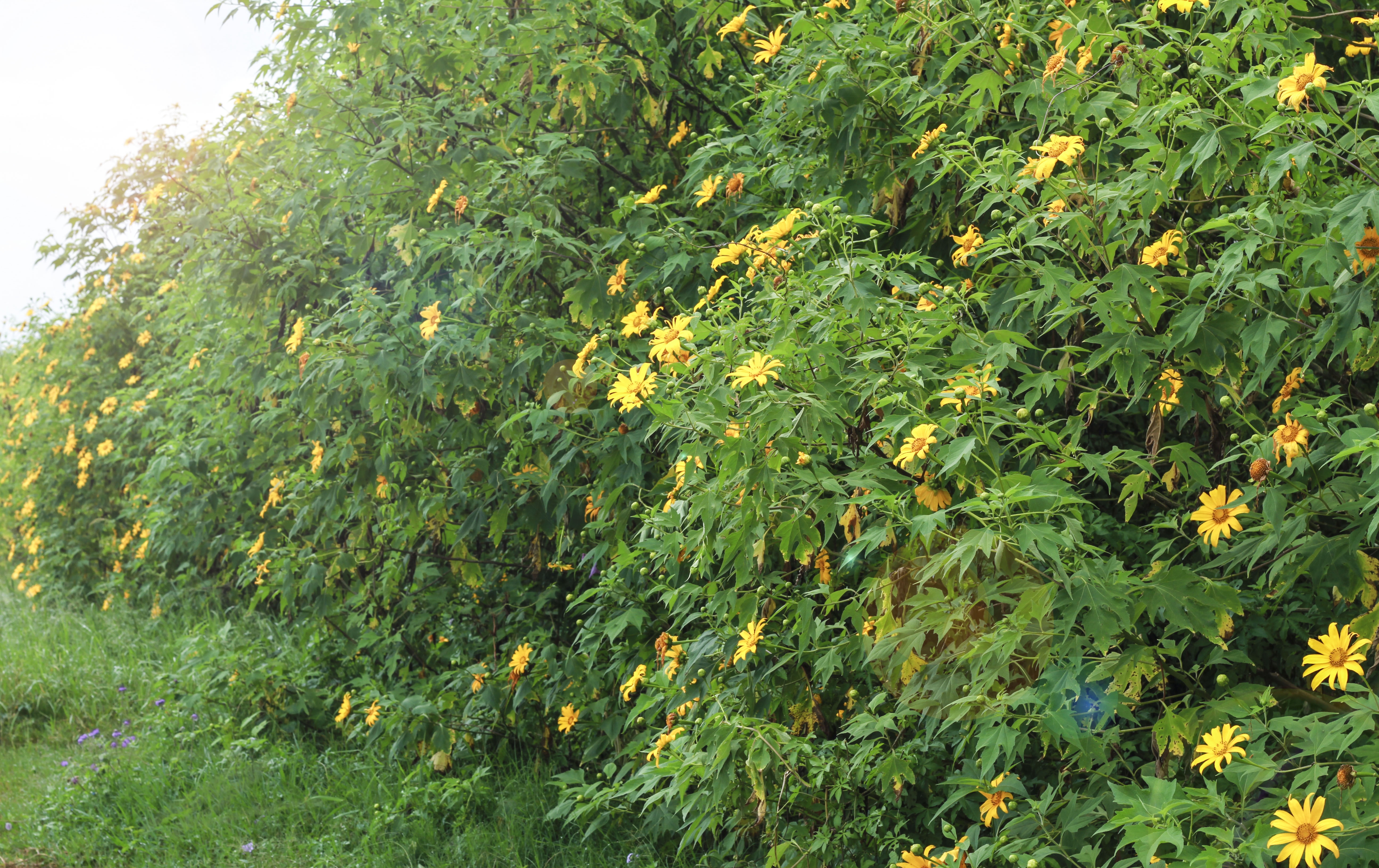 Lưu ý trước khi tới Đà Lạt mùa dã quỳ ảnh 1 Luu y truoc khi toi Da Lat mua da quy anh 1