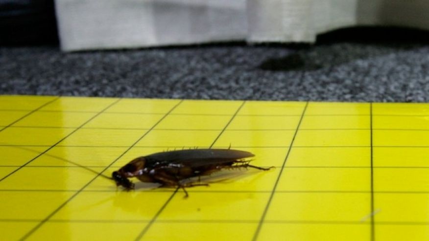 Con gián chui vào mũi  ảnh 1 Con gian chui vao mui anh 1