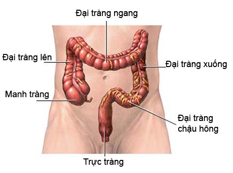 ung thư đại trực tràng ảnh 1 ung thu dai truc trang anh 1