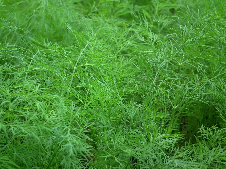 rau gia vị nào có tác dụng chữa bệnh nhất ảnh 5 rau gia vi nao co tac dung chua benh nhat anh 5