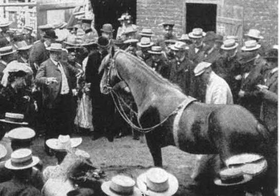 Chu ngua biet lam toan va nhung cu lua 'ngoai cam' hinh anh