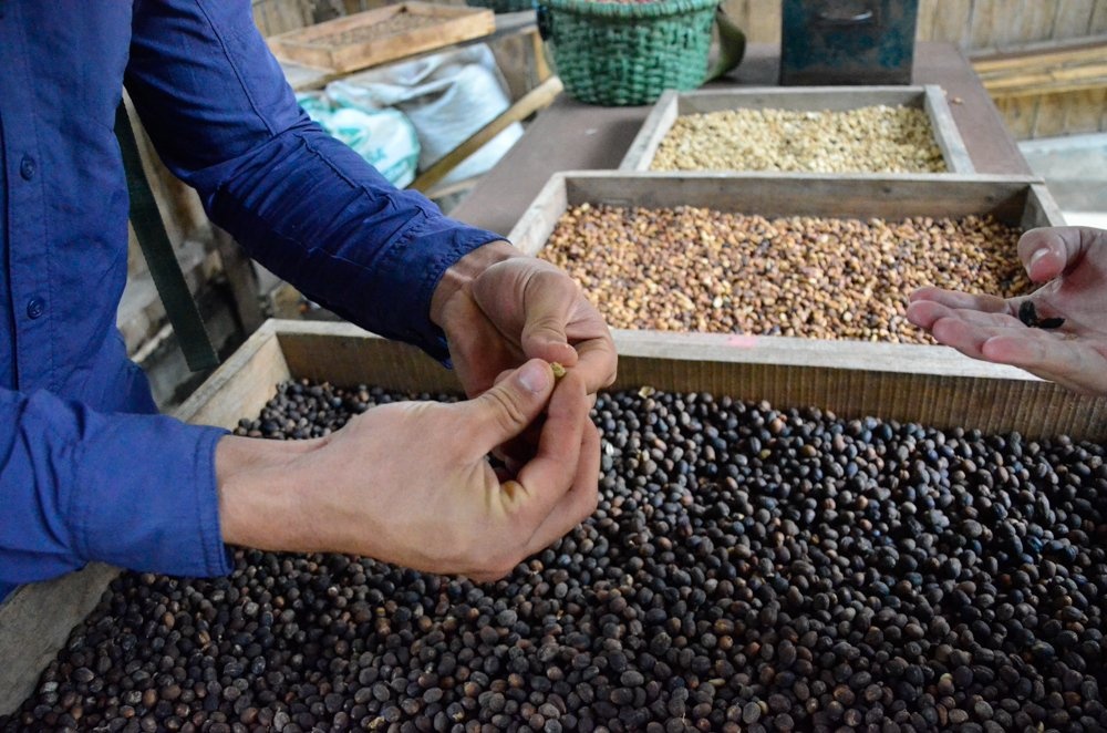 Ca phe xin nhat the gioi duoc san xuat nhu the nao? hinh anh