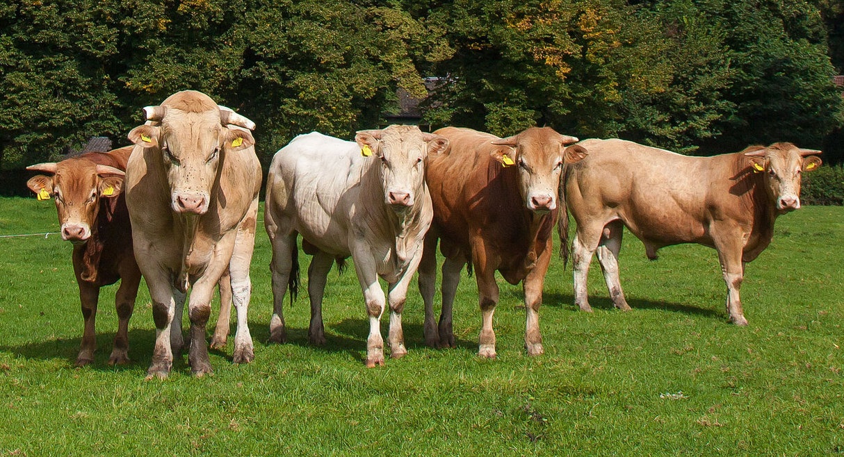 quy trình cấp đông thịt bò Polmard ảnh 2 quy trinh cap dong thit bo Polmard anh 2