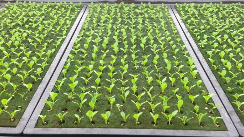 Bên trong trang trại sản xuất 20.000 cây rau mỗi ngày của Nhật ảnh 3 Ben trong trang trai san xuat 20.000 cay rau moi ngay cua Nhat anh 3