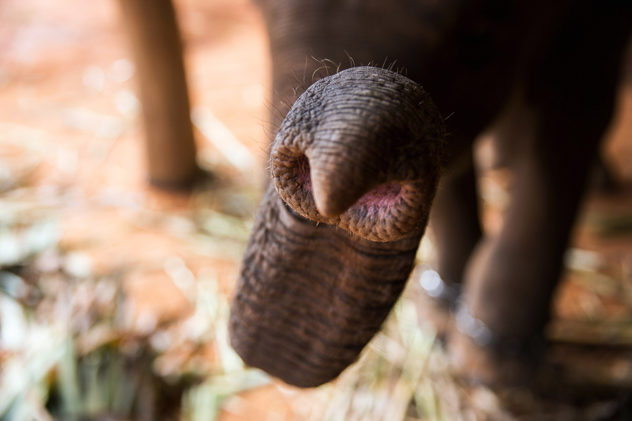 Toàn cảnh thu hoạch cafe đắt nhất thế giới từ phân voi ảnh 4 Toan canh thu hoach cafe dat nhat the gioi tu phan voi anh 4