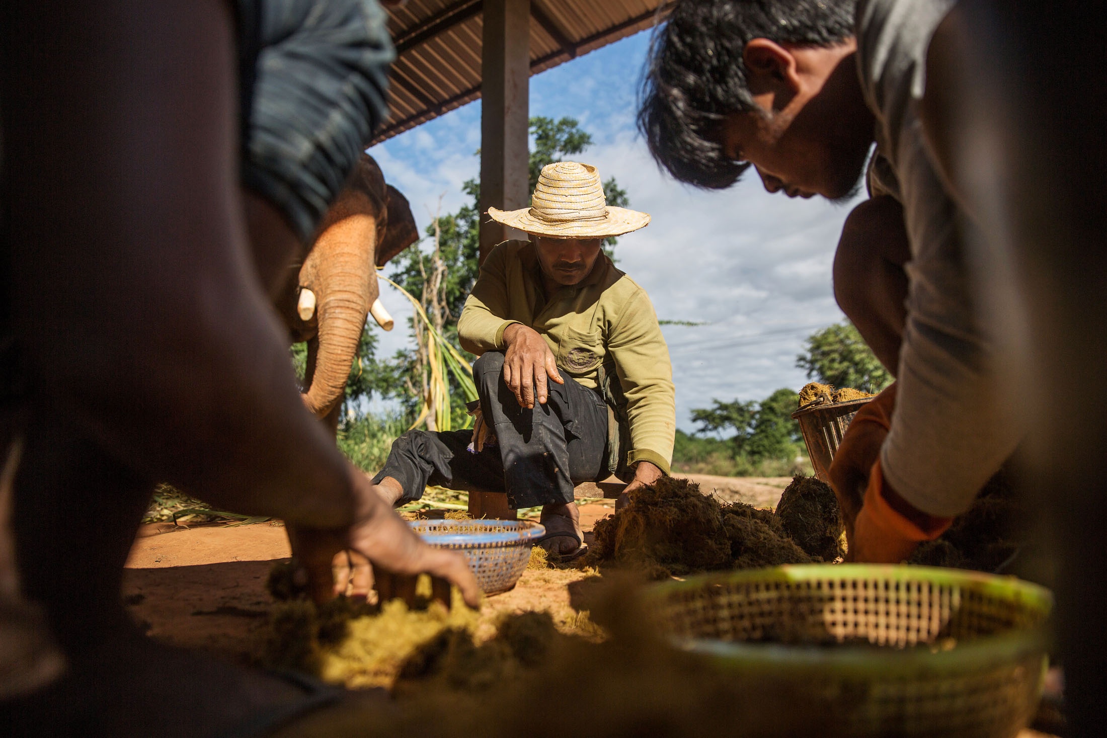 Toan canh thu hoach ca phe dat nhat the gioi tu phan voi hinh anh