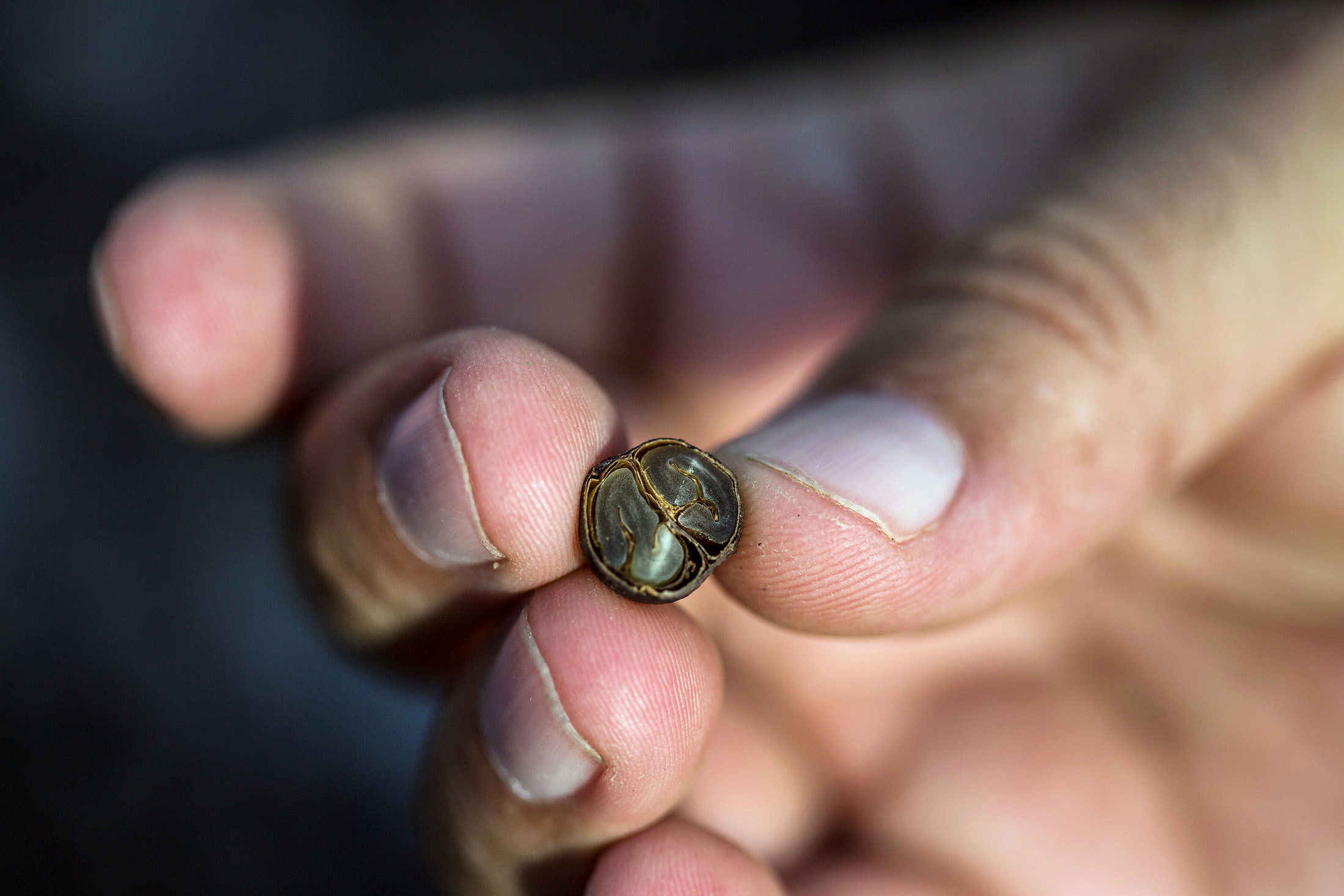 Toàn cảnh thu hoạch cafe đắt nhất thế giới từ phân voi ảnh 10 Toan canh thu hoach cafe dat nhat the gioi tu phan voi anh 10