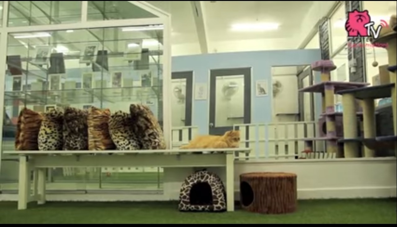 Ben trong khach san xa xi cho meo dau tien tren the gioi hinh anh