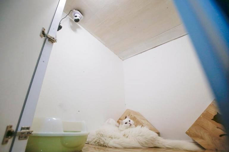 Khách sạn xa xỉ cho mèo đầu tiên trên thế giới ảnh 3 Khach san xa xi cho meo dau tien tren the gioi anh 3