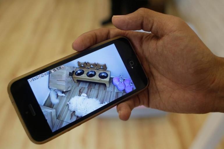 Khách sạn xa xỉ cho mèo đầu tiên trên thế giới ảnh 5 Khach san xa xi cho meo dau tien tren the gioi anh 5