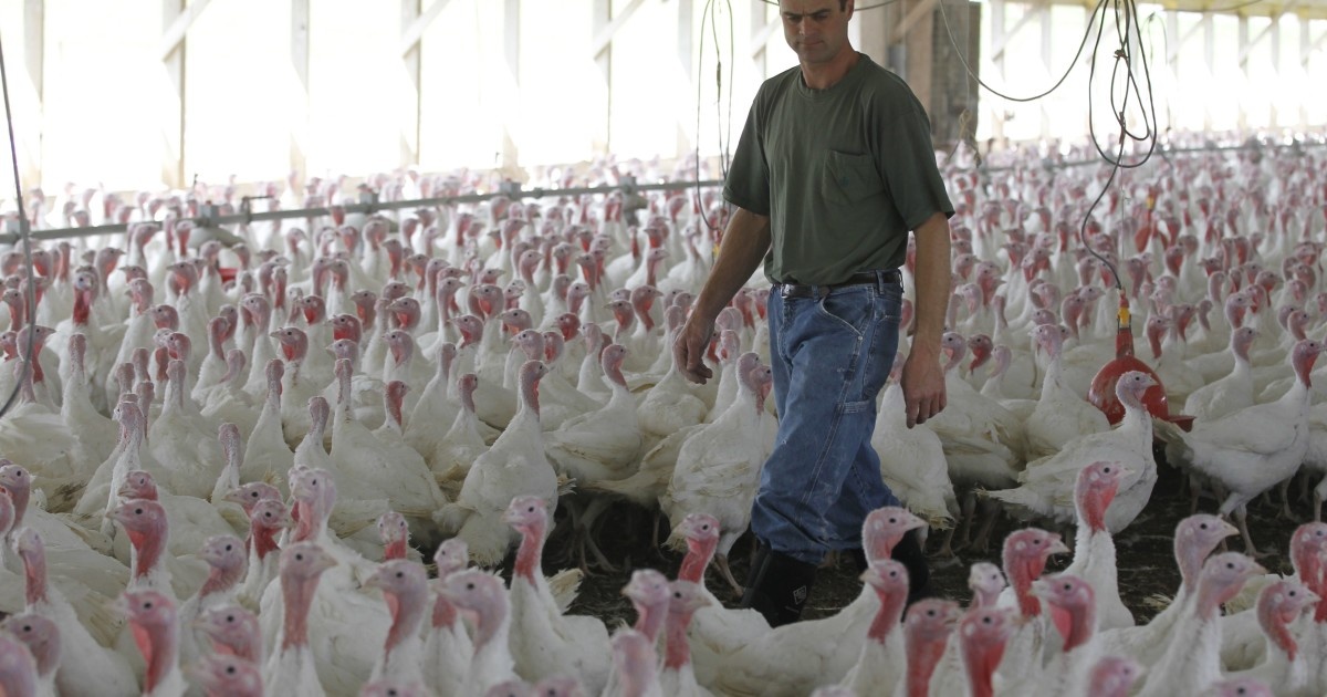 Cong ty My tieu huy 2 trieu con ga do khong co nhan vien mua dich hinh anh