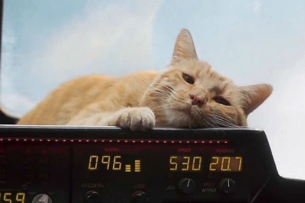 Ý nghĩa của mèo Goose trong Captain Marvel  ảnh 1 Y nghia cua meo Goose trong Captain Marvel anh 1