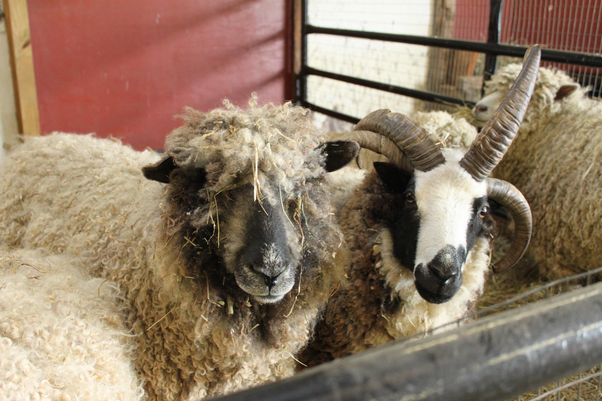 truong hoc dac biet anh 6