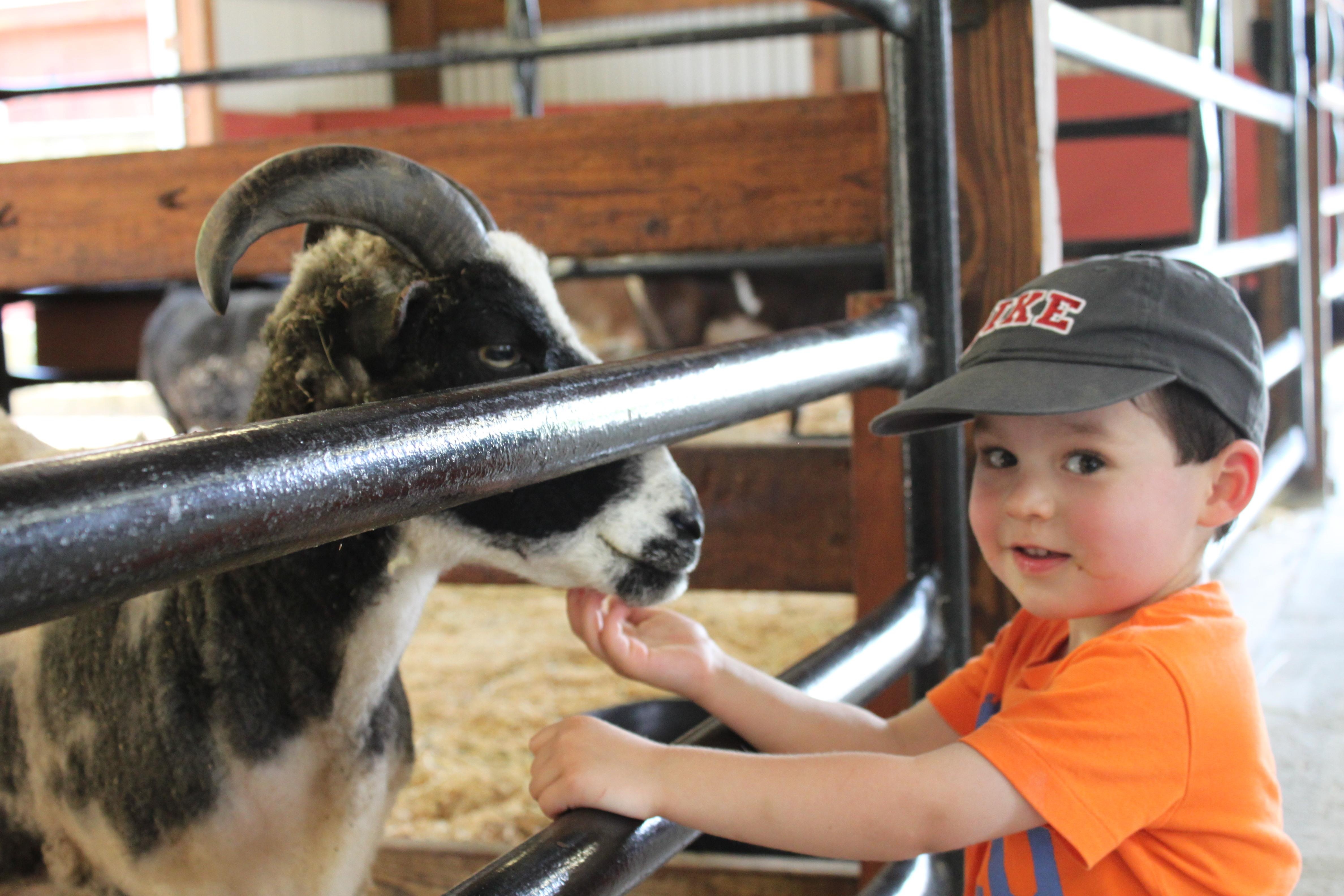 Truong hoc dac biet co hon 200 loai dong vat hinh anh