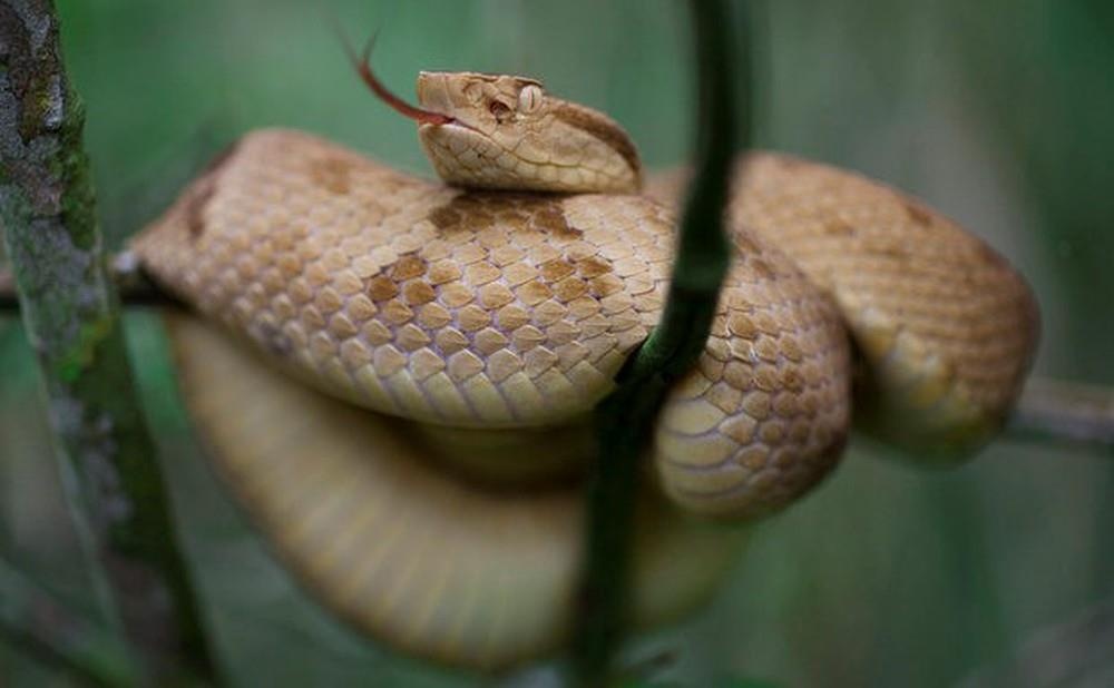 bi mat cac hon dao anh 3