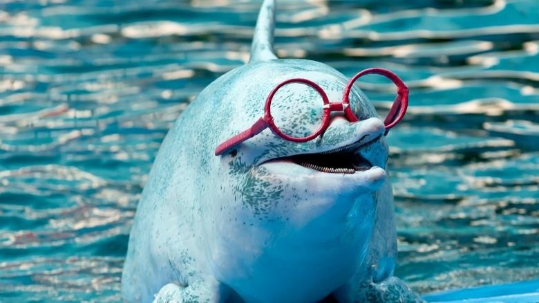 Thich thu voi hinh anh ca heo 'choi dua' cung tui nhua hinh anh