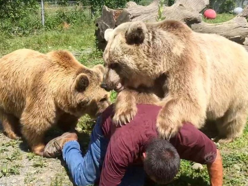 Bi gau tan cong khi di phuot, nen lam va khong nen lam gi? hinh anh