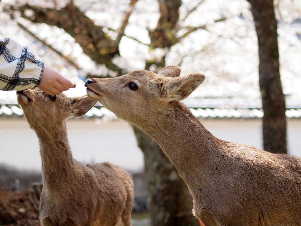 Nai Nhat Ban lai chet vi an phai rac thai nhua hinh anh