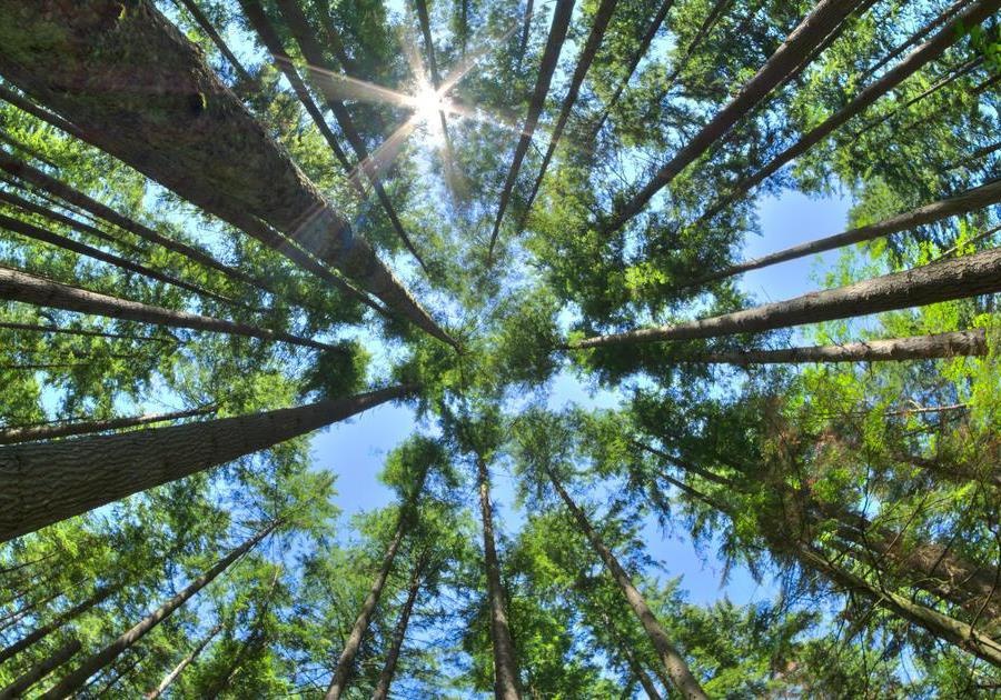 Dieu gi xay ra neu Trai Dat duoc phu kin boi hang nghin ty cay xanh? hinh anh