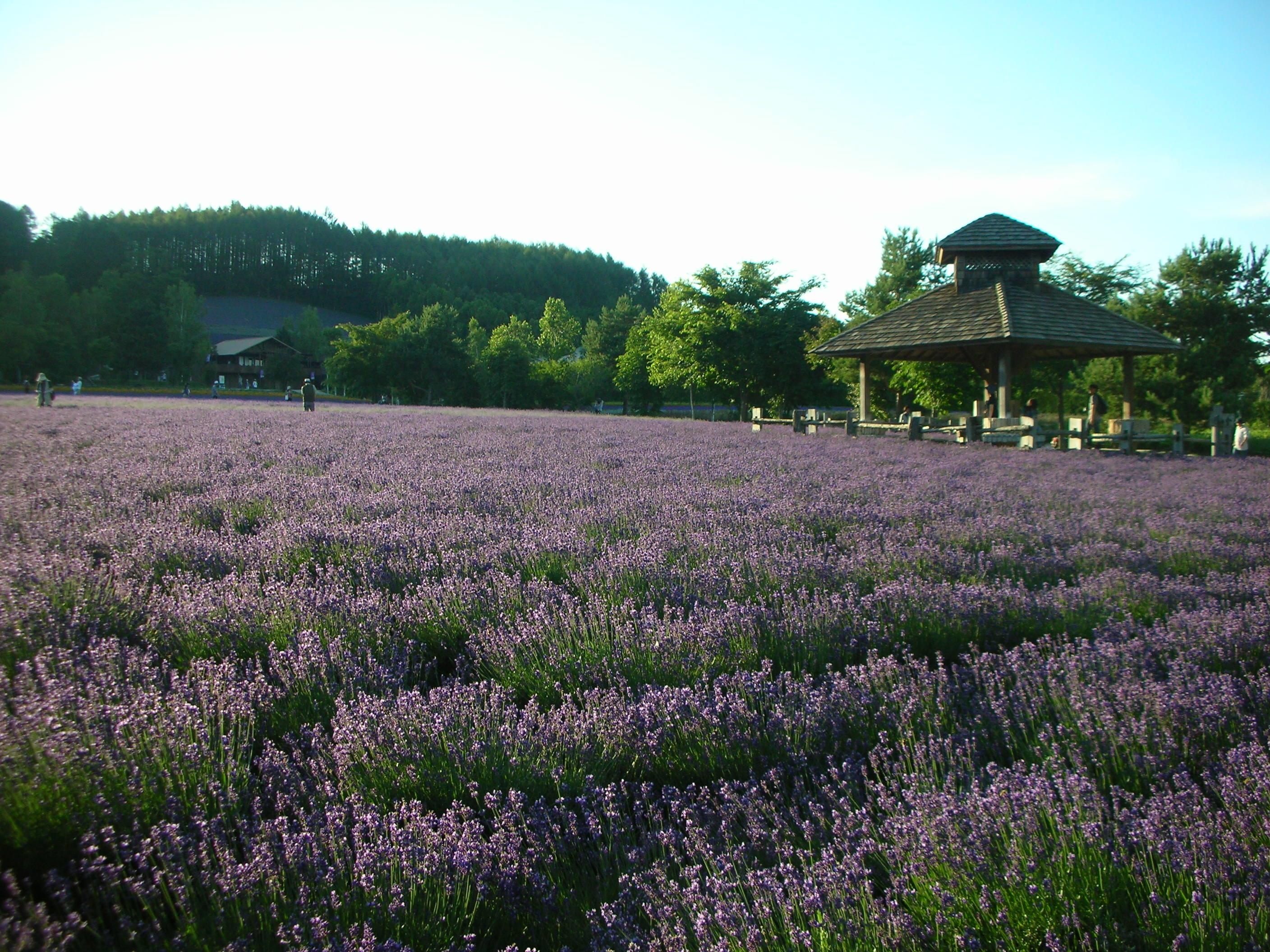 troi Au o Nhat Ban anh 4