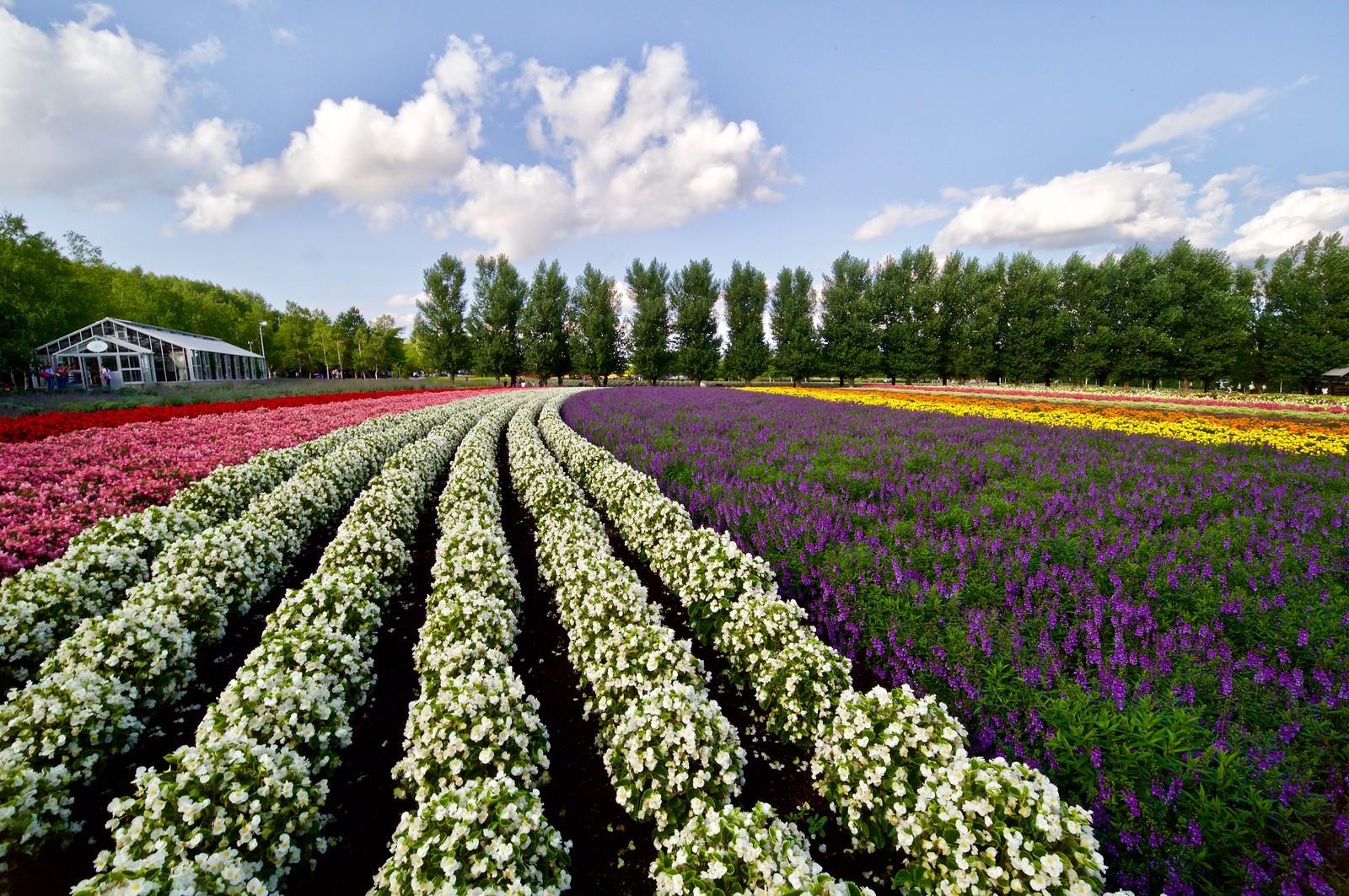 troi Au o Nhat Ban anh 1