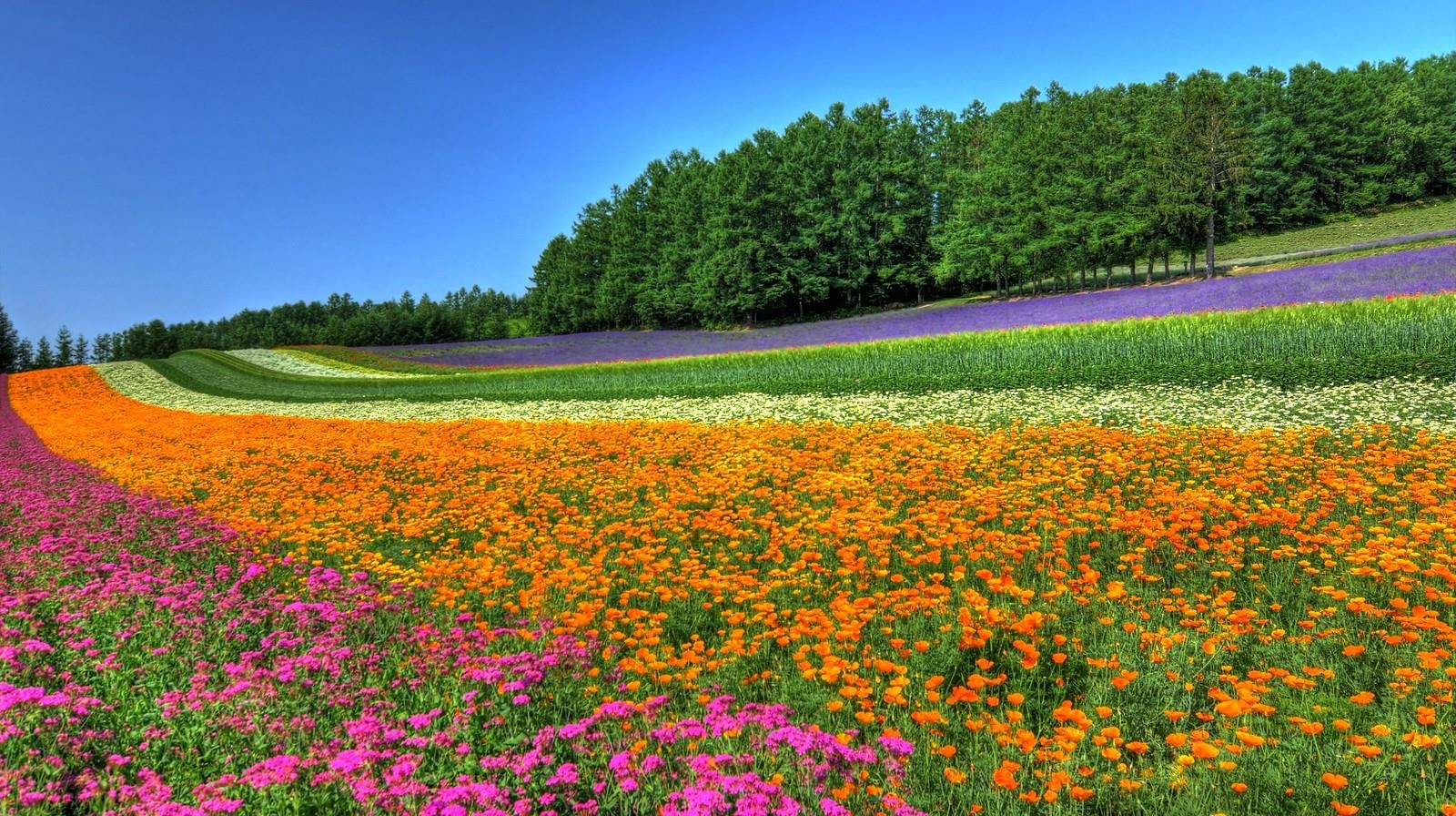 troi Au o Nhat Ban anh 3