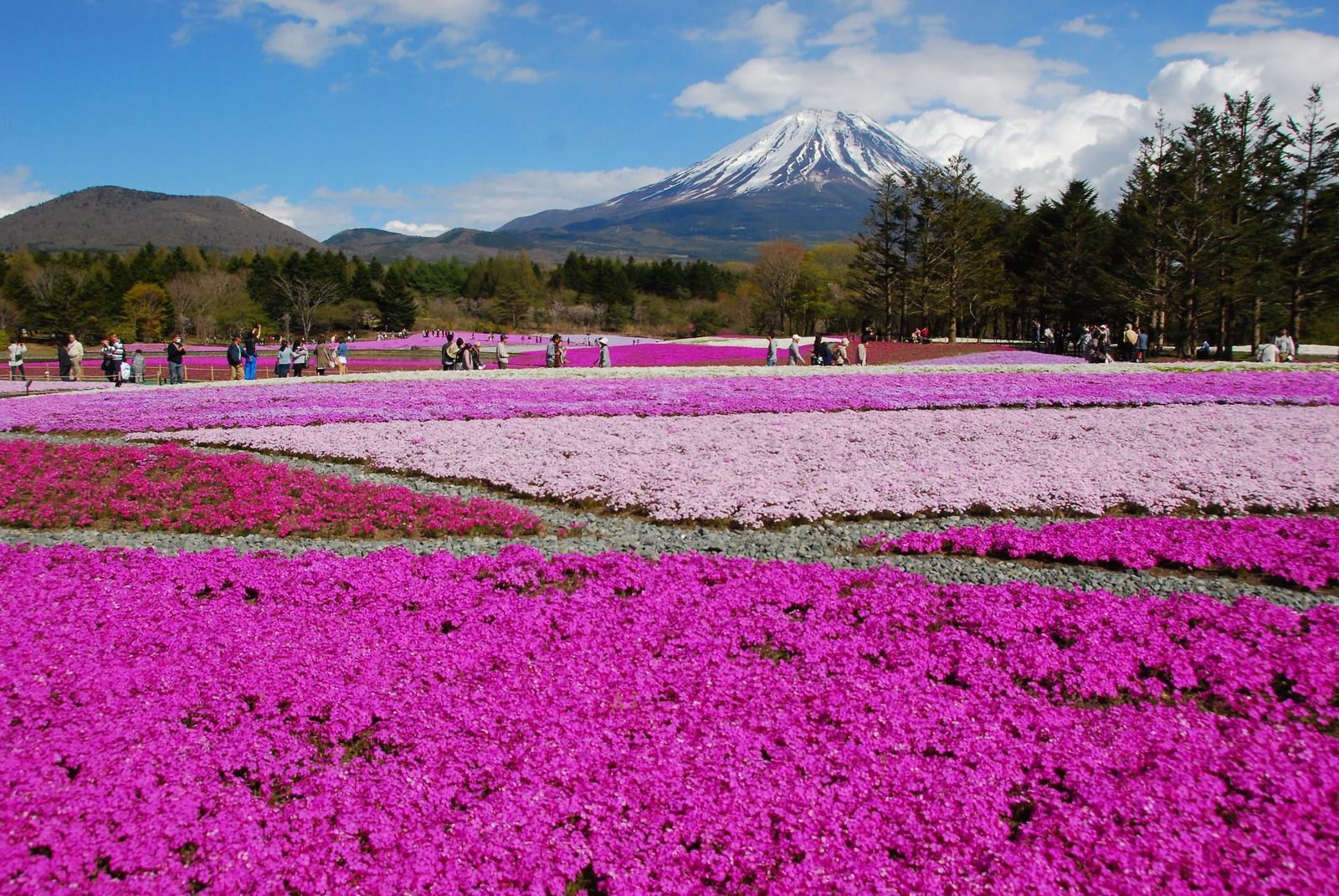 Lac vao nhung canh dong hoa ngo troi Au o Nhat Ban hinh anh