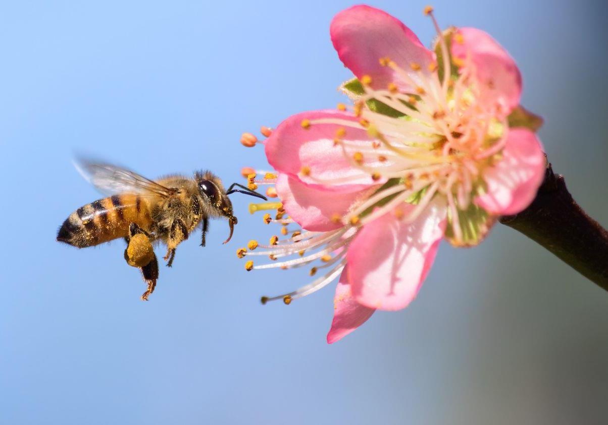 Dieu gi xay ra neu toan bo con trung tren the gioi bien mat? hinh anh