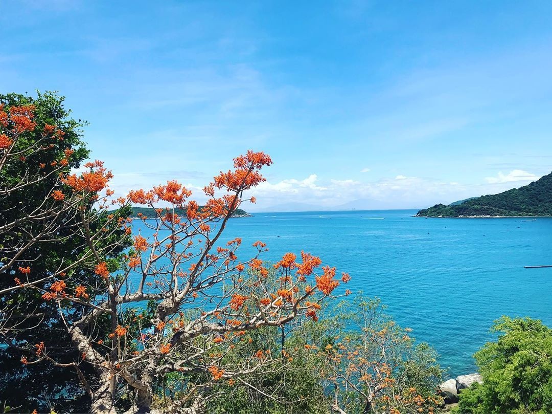 Cay hoa ngo dong anh 10