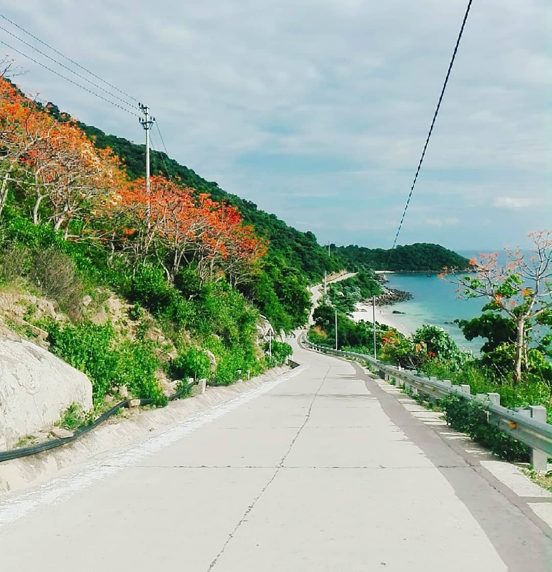 Cay hoa ngo dong anh 14