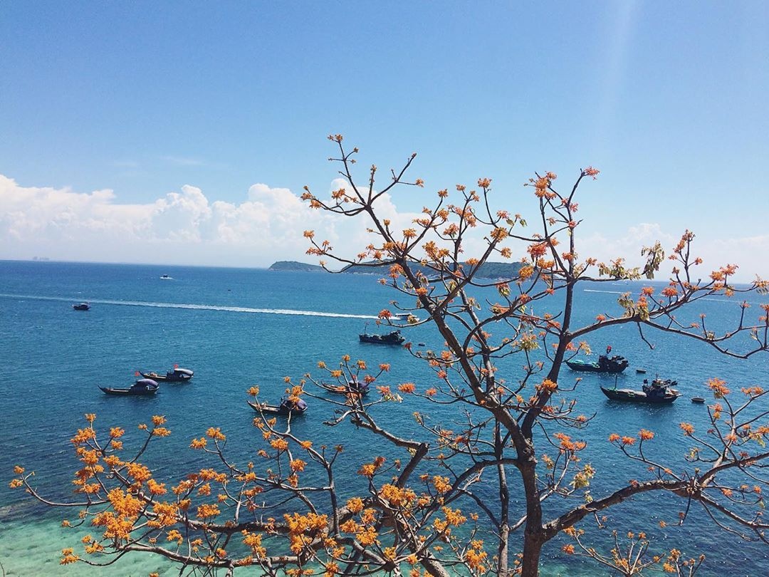 Cay hoa ngo dong anh 18