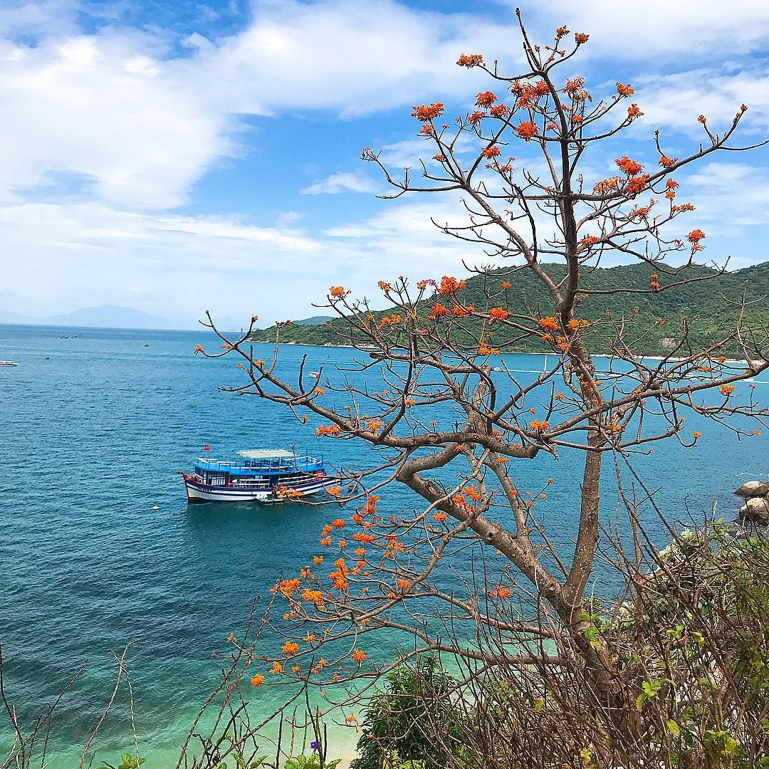 Cay hoa ngo dong anh 4