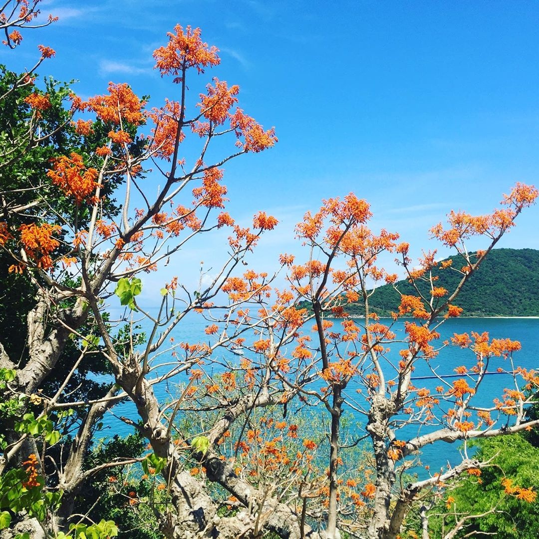 Cay hoa ngo dong anh 8