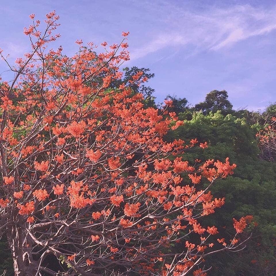 Cay hoa ngo dong anh 13