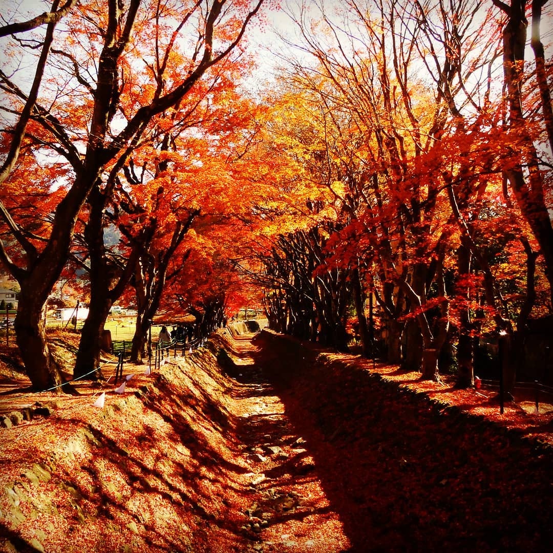 Mua la do Nhat Ban anh 9