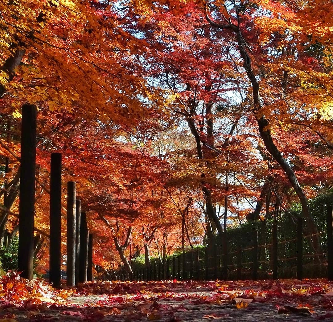 Mua la do Nhat Ban anh 11