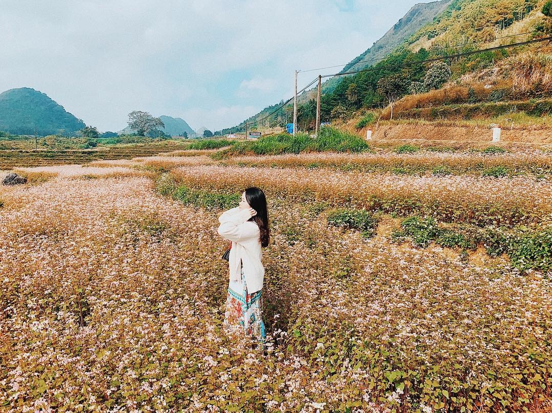 hoa tam giac mach anh 18