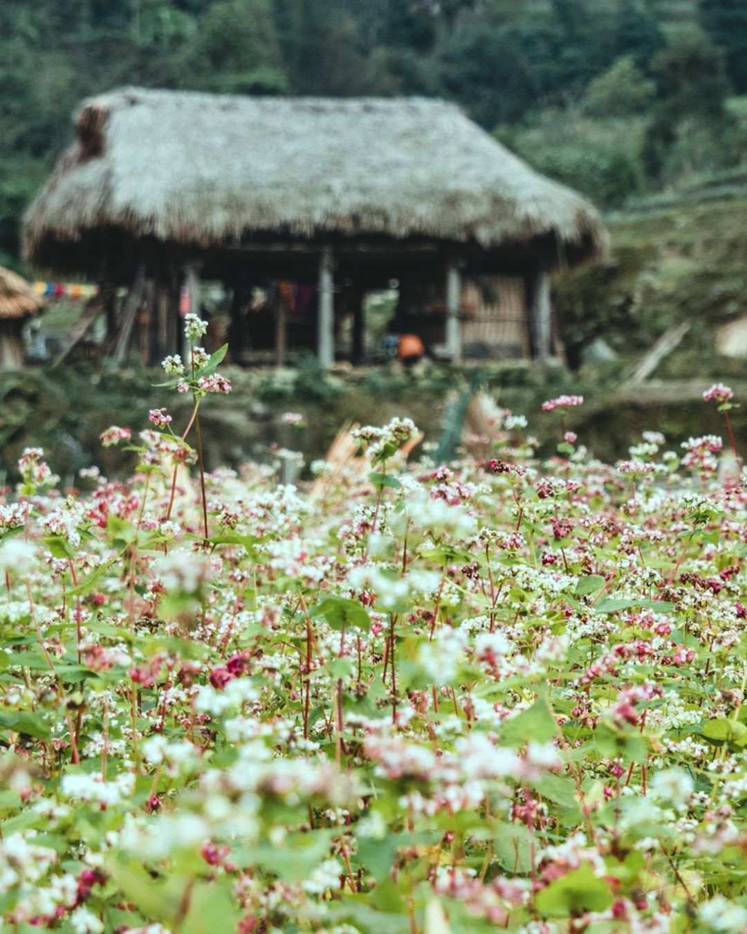 hoa tam giac mach anh 8