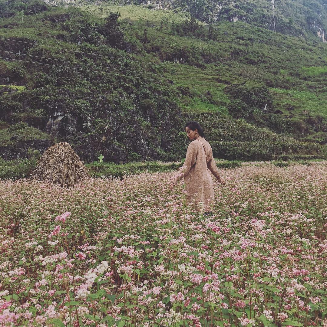 hoa tam giac mach anh 17