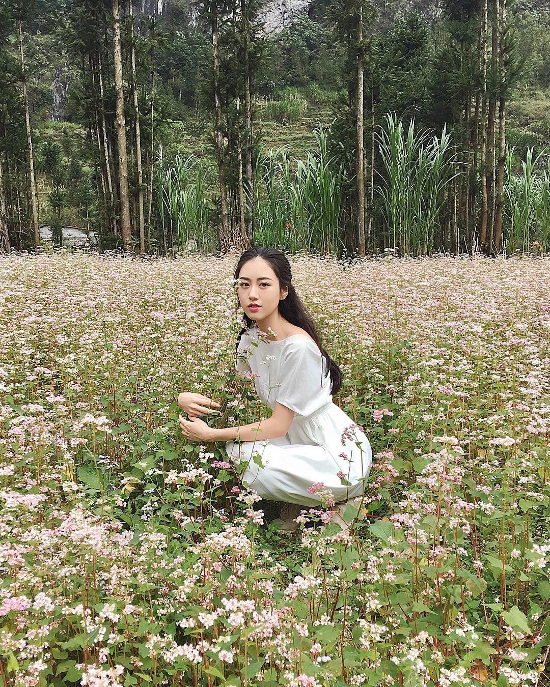 hoa tam giac mach anh 2