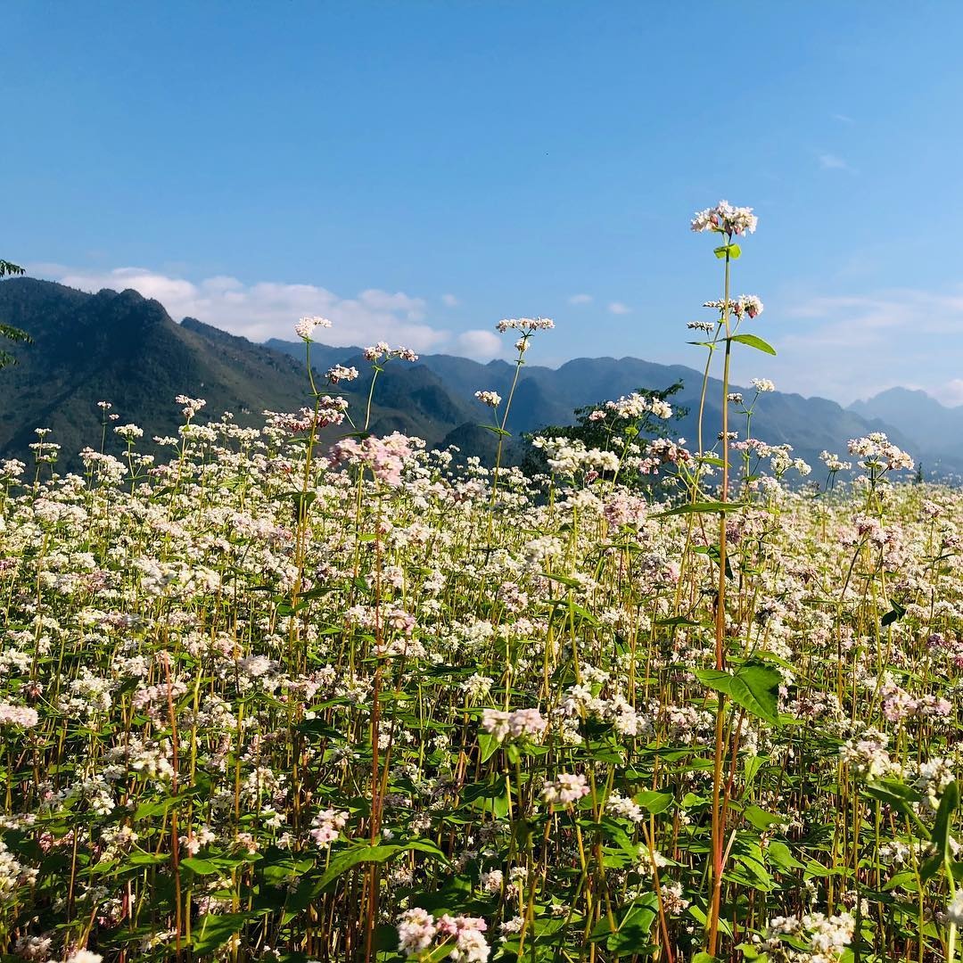 hoa tam giac mach anh 3