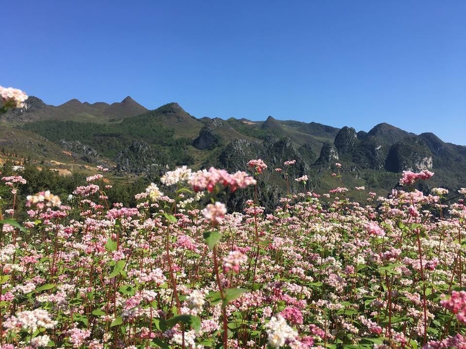 hoa tam giac mach anh 15