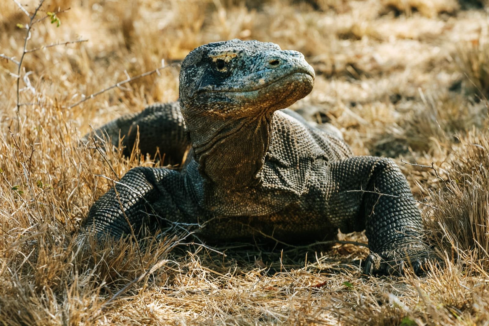 Huy ke hoach dong cua, Indonesia han che du khach den dao rong Komodo hinh anh