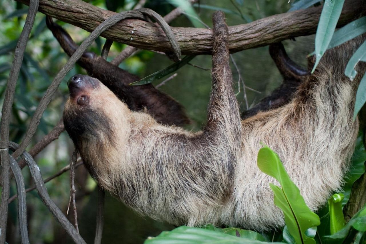 Vi sao long cua con luoi lai co mau xanh? hinh anh