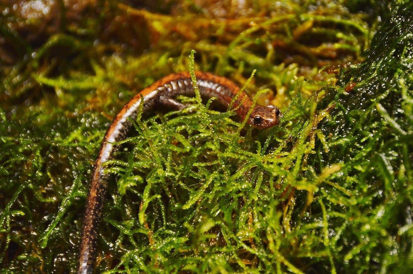 Tuong lai cua ky nhong Appalachia truoc bien doi khi hau hinh anh