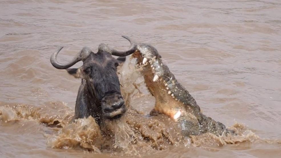 Linh duong dau bo thoat khoi su tan cong cua ca sau hinh anh