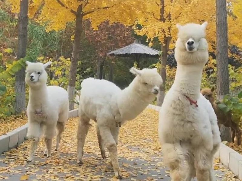 Choi dua cung lac da Alpaca trong cong vien dong vat hoang da hinh anh