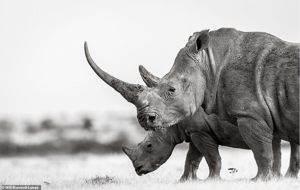 cuoc song cua te giac duoi ong kinh nhiep anh gia anh 8