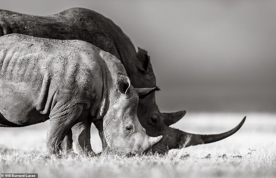 cuoc song cua te giac duoi ong kinh nhiep anh gia anh 7